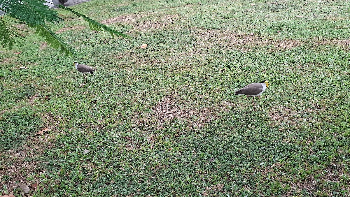 Hegabera maskaraduna - ML645096065