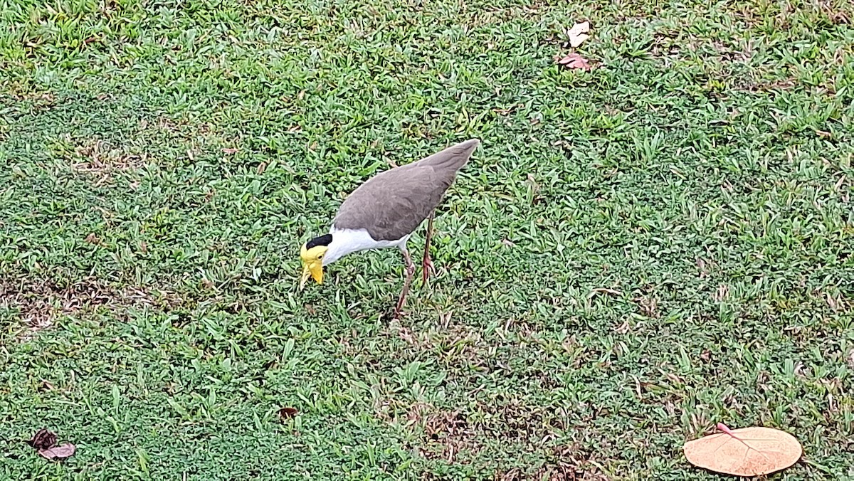 Hegabera maskaraduna - ML645096066