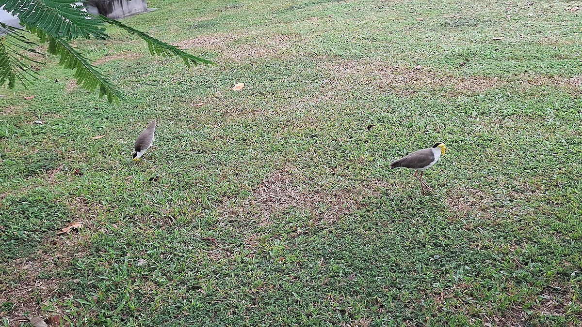 Hegabera maskaraduna - ML645096067