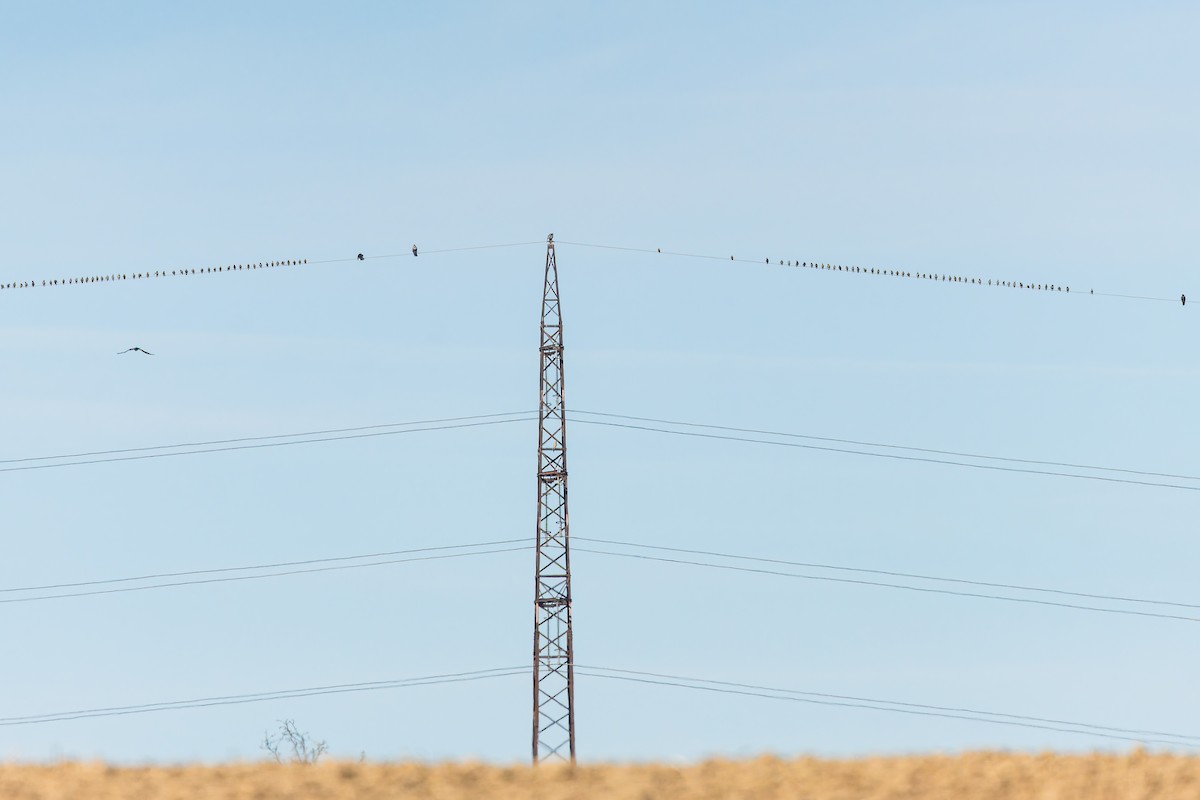 Шпак звичайний - ML645096073