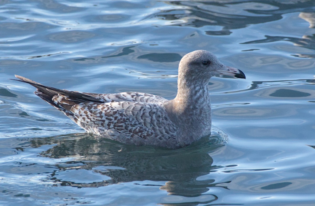 California Gull - ML645096074