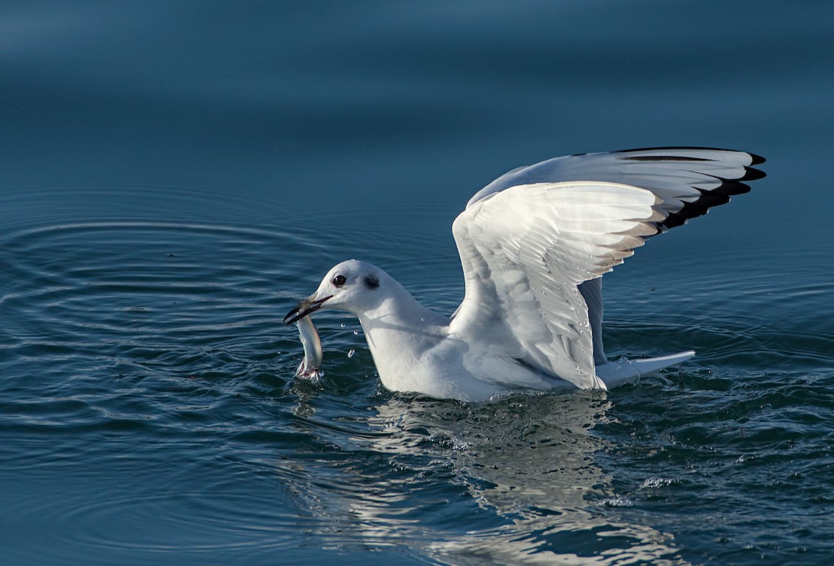 Bonaparte's Gull - ML645096079
