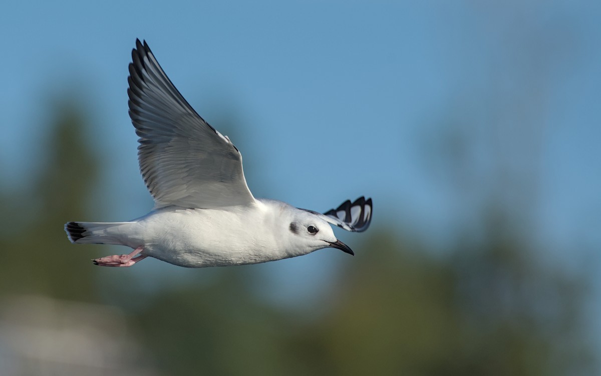 Bonaparte's Gull - ML645096080