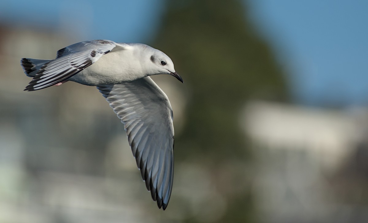 Bonaparte's Gull - ML645096081