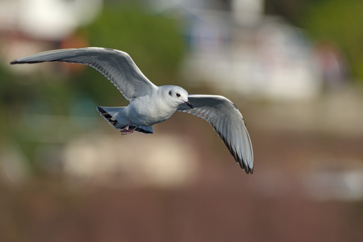 Bonaparte's Gull - ML645096082