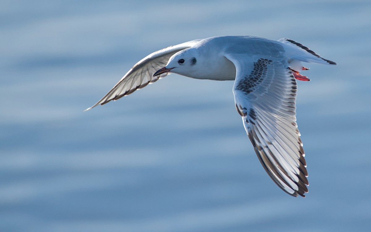 Bonaparte's Gull - ML645096083