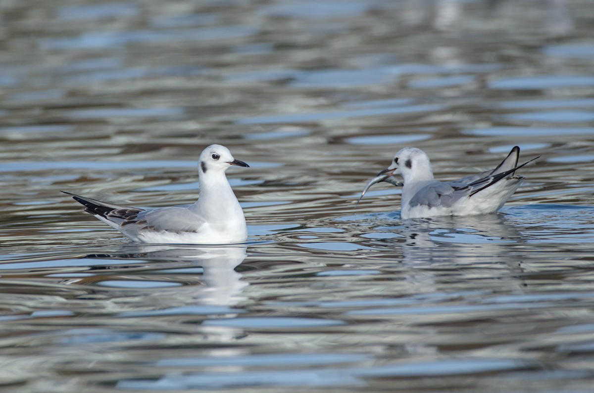 Bonaparte's Gull - ML645096084