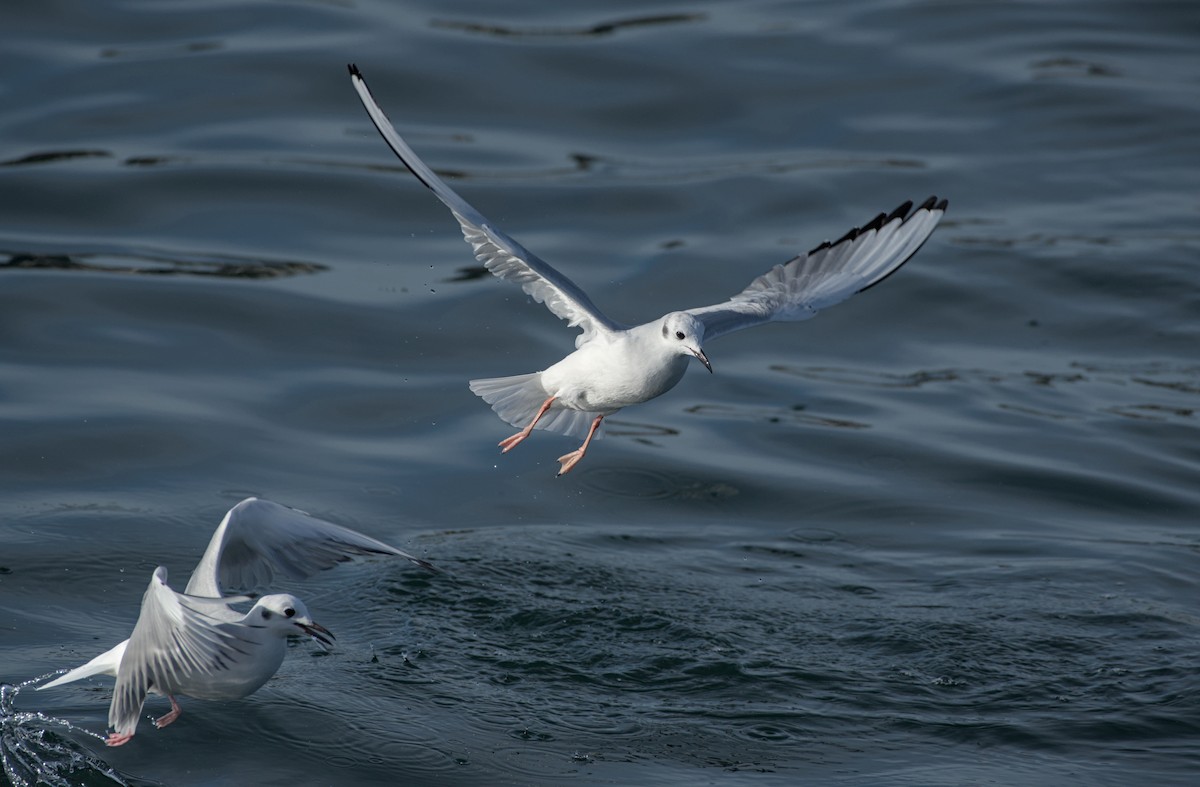 Bonaparte's Gull - ML645096085