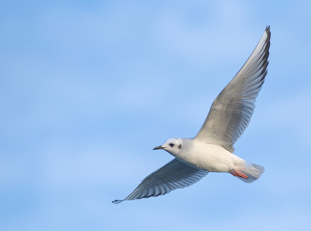 Bonaparte's Gull - ML645096086
