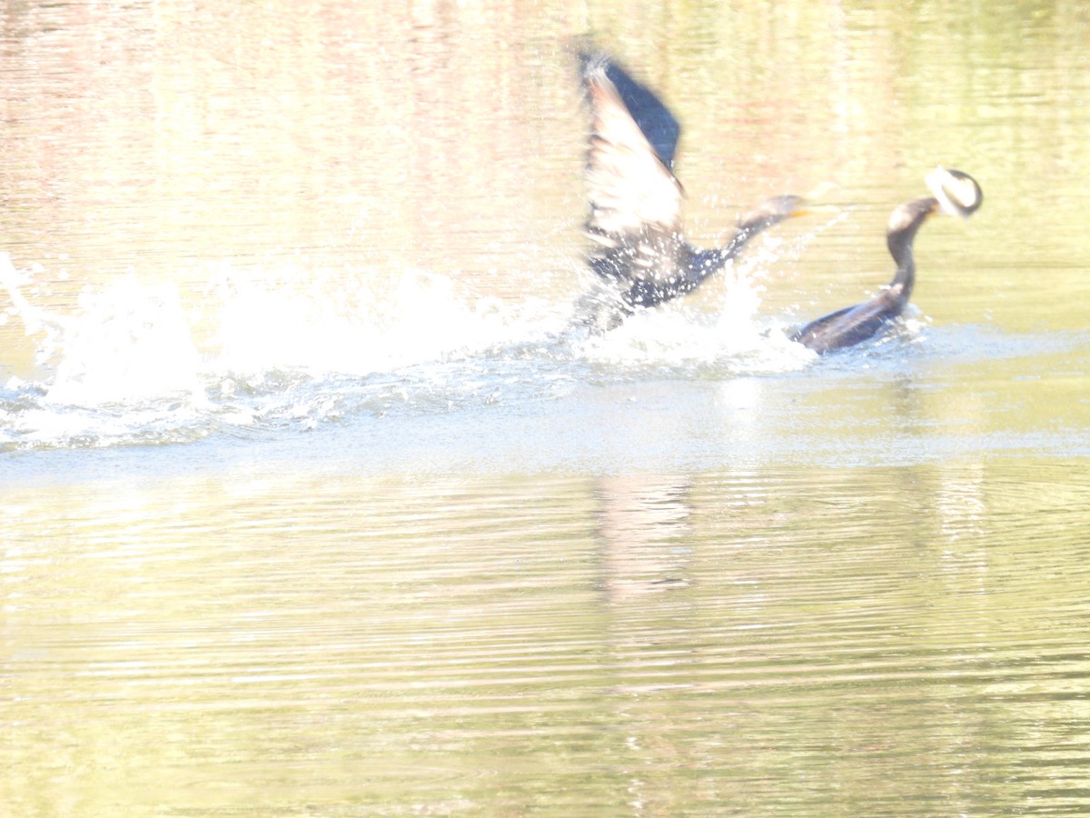 Cormoran à aigrettes - ML645096098