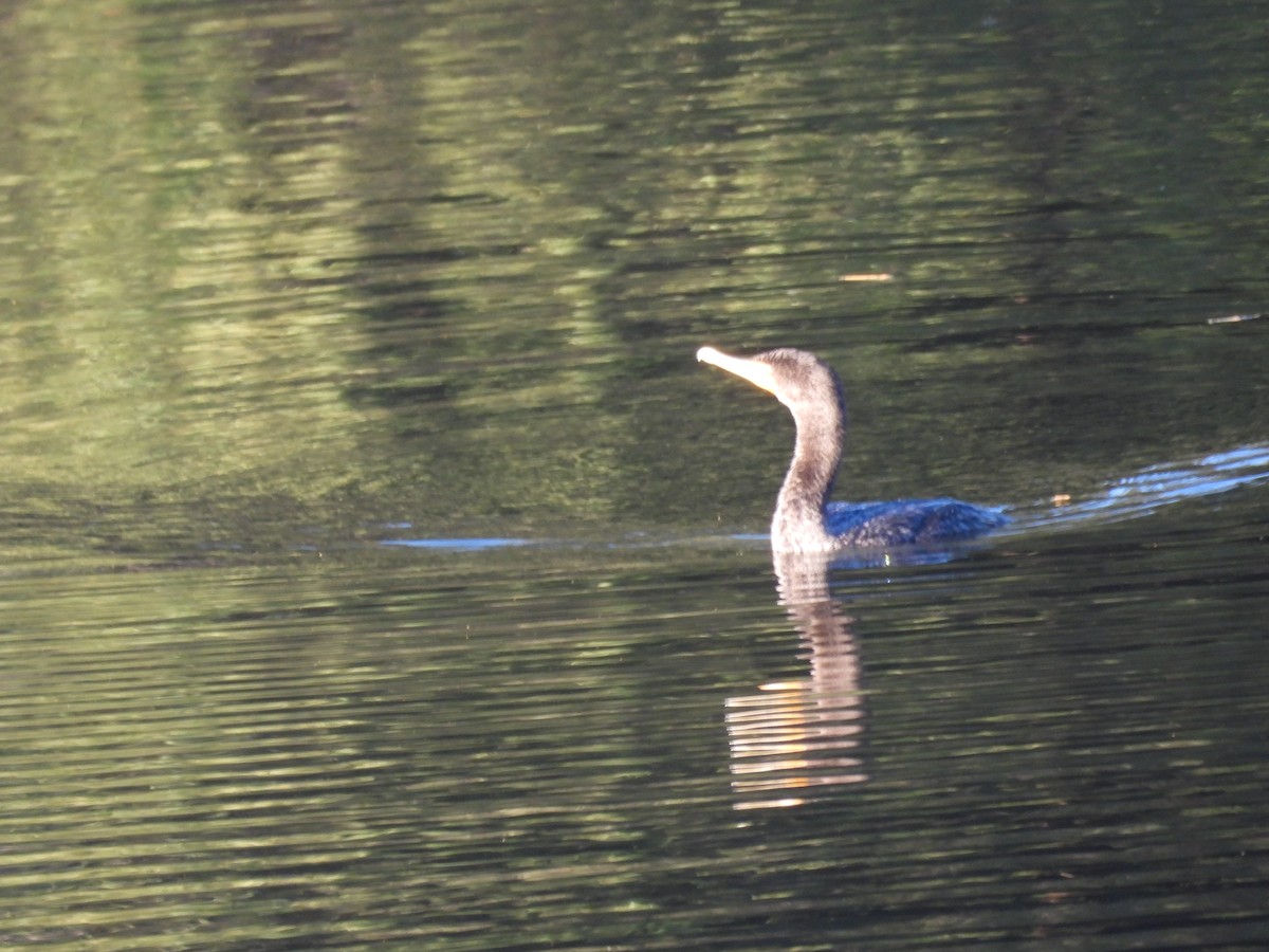 Cormoran à aigrettes - ML645096100