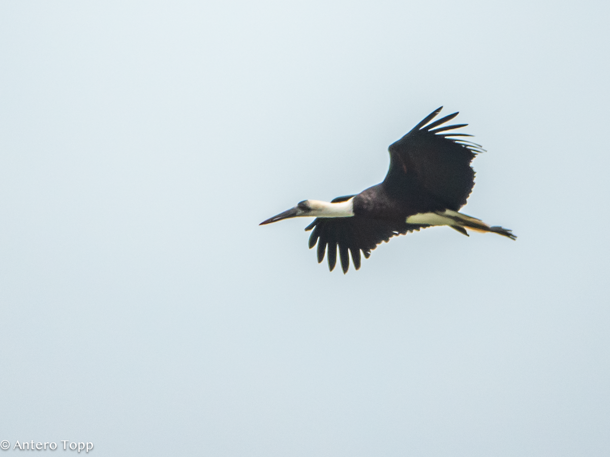 חסידה לבנת-גרון אפריקאית - ML645096122