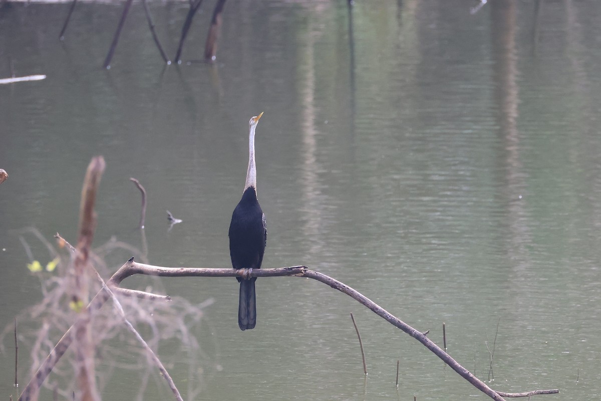 Anhinga roux - ML645096127