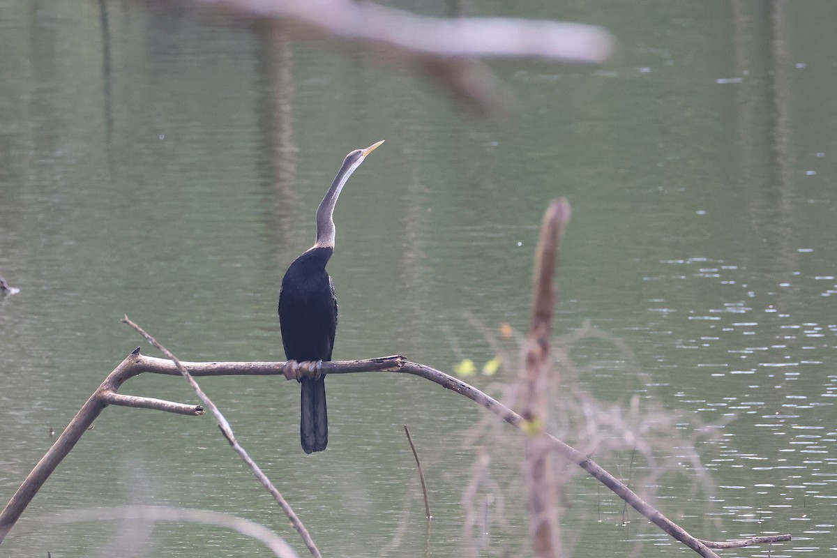 Anhinga roux - ML645096128