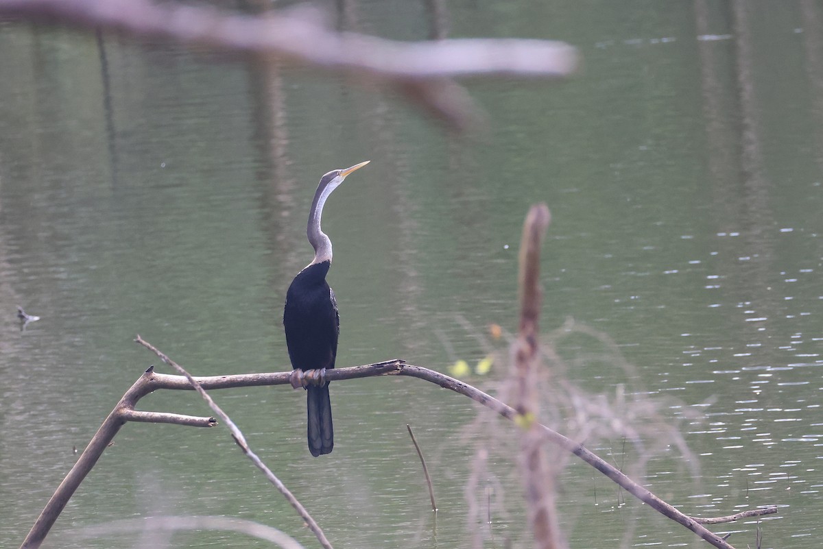 Anhinga roux - ML645096129