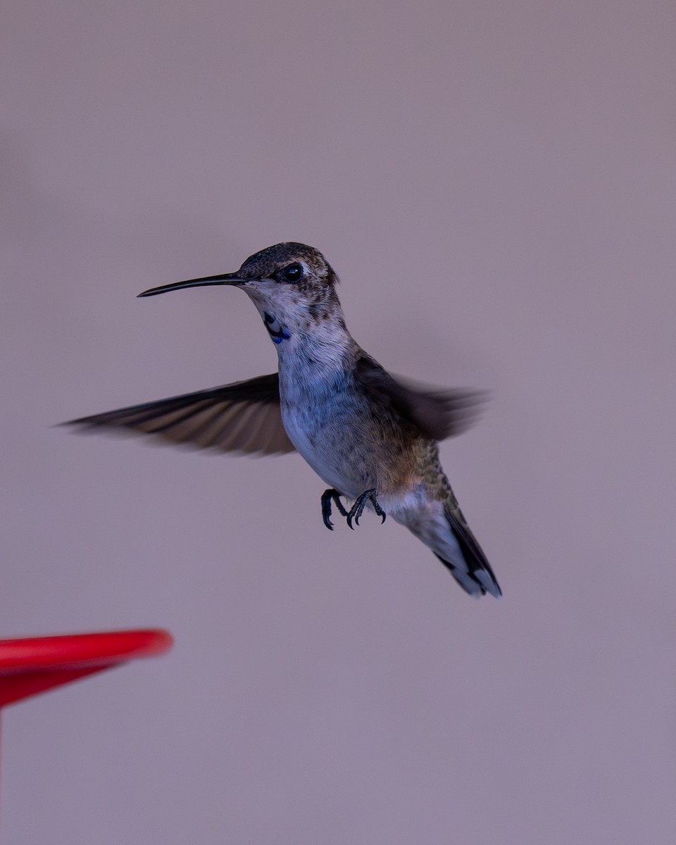 Black-chinned Hummingbird - ML645096132