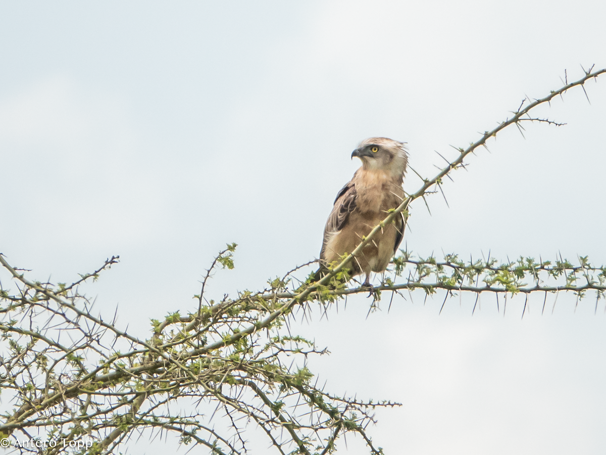 Batılı Çizgili Yılan Kartalı - ML645096134