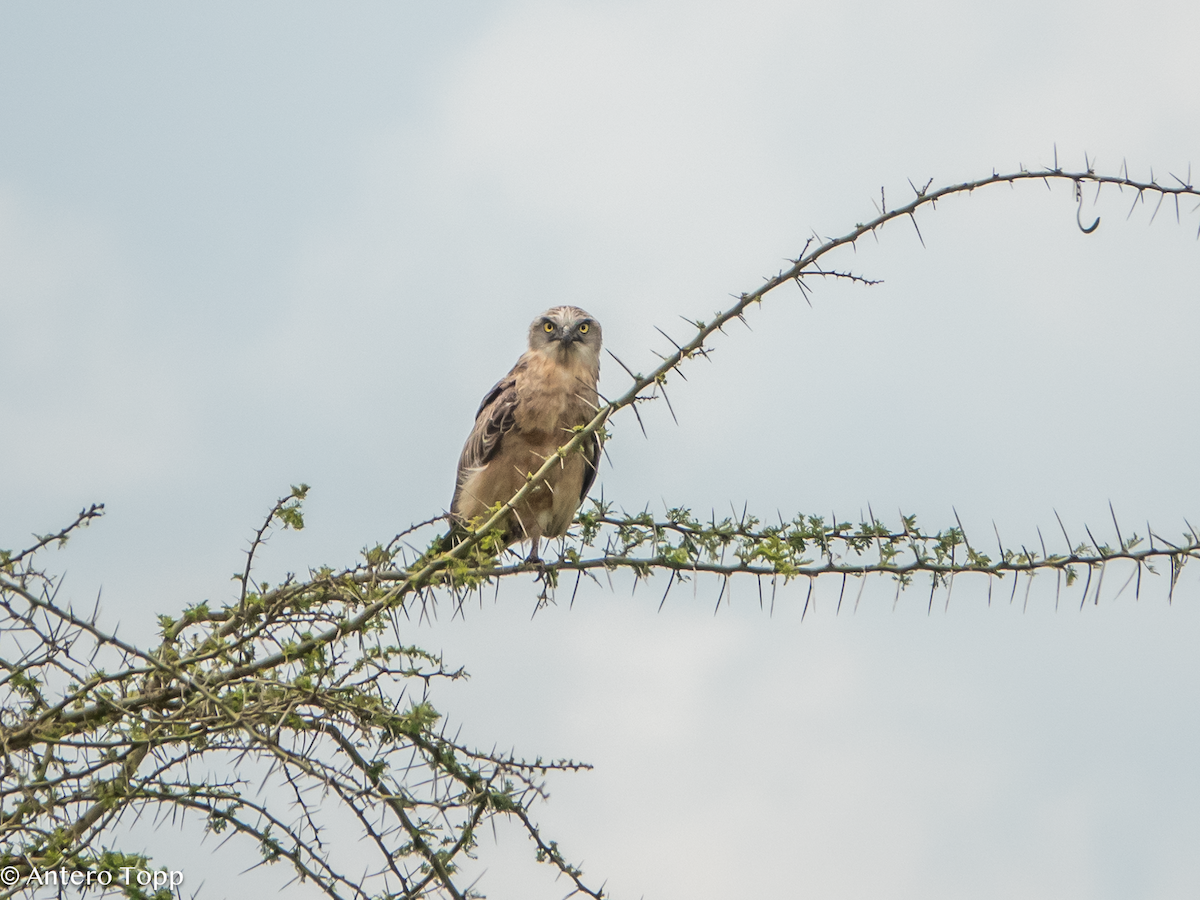 Batılı Çizgili Yılan Kartalı - ML645096135