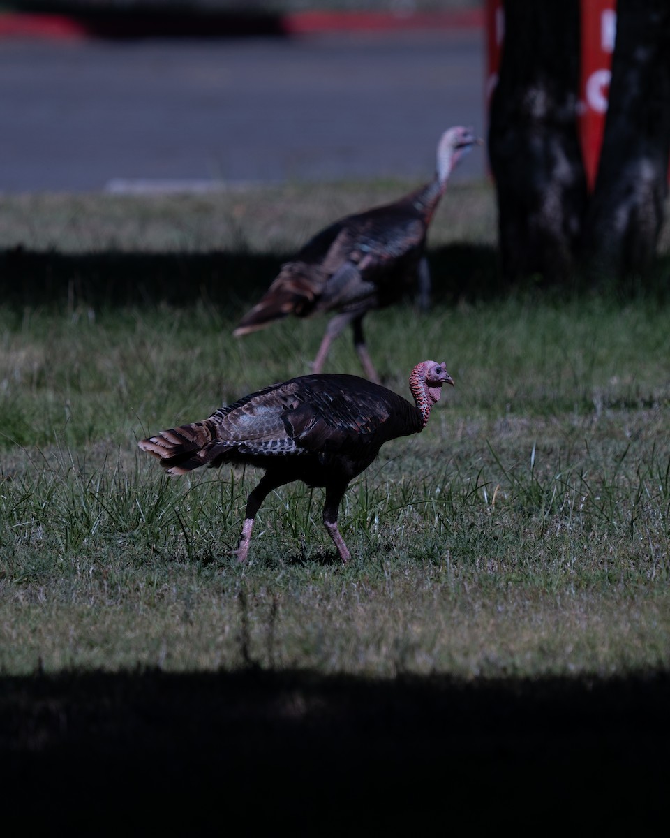 Wild Turkey - ML645096145