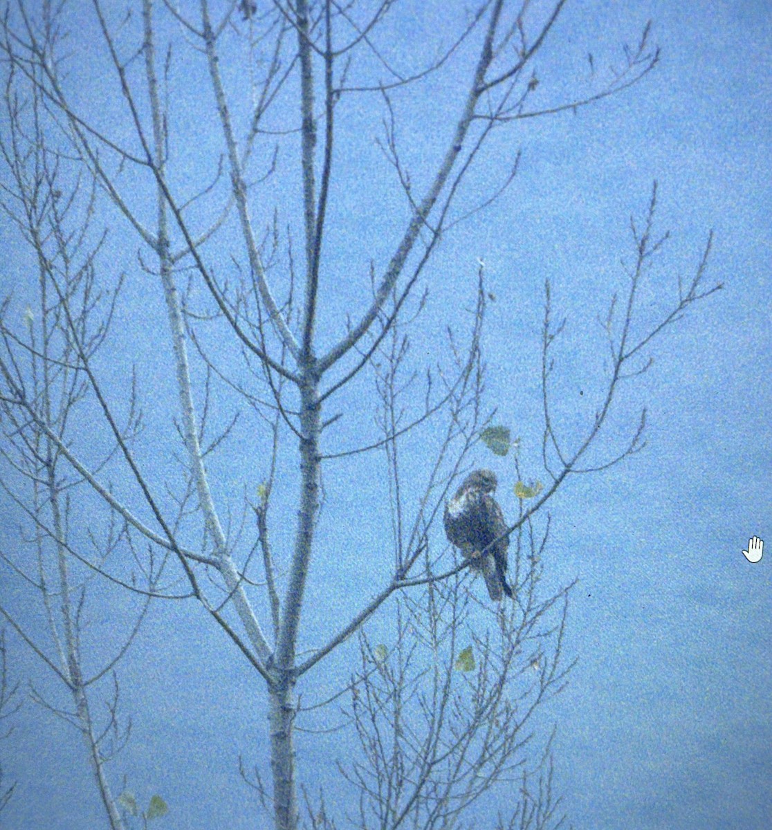 Himalayan Buzzard - ML645096167