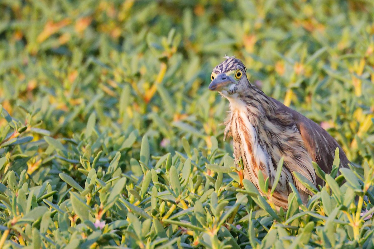 Indian Pond-Heron - ML645096168