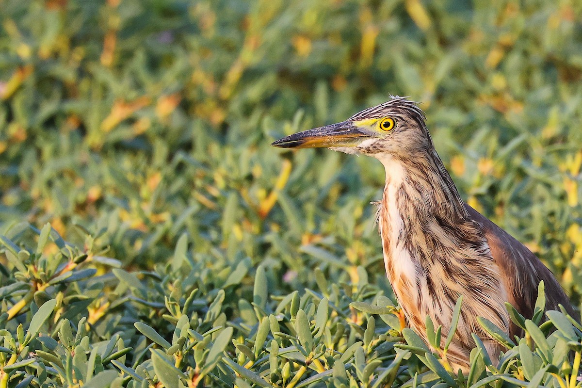 Indian Pond-Heron - ML645096169
