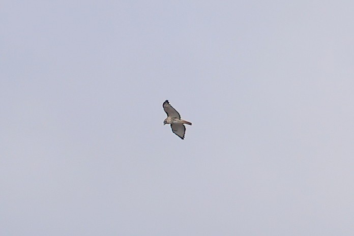 Red-tailed Hawk - ML645096171