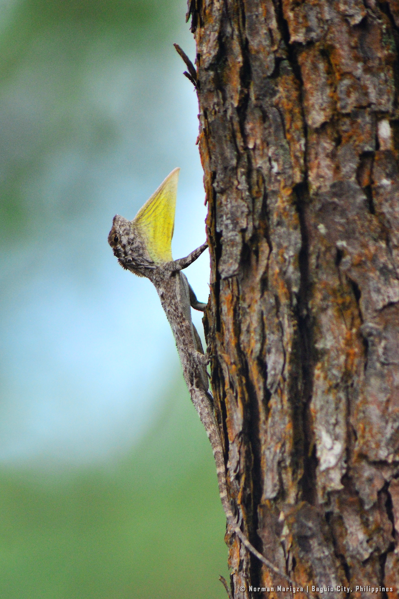 Philippine Flying Dragon - ML645096175