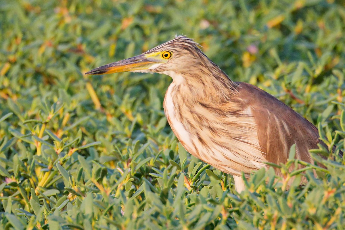 Indian Pond-Heron - ML645096176