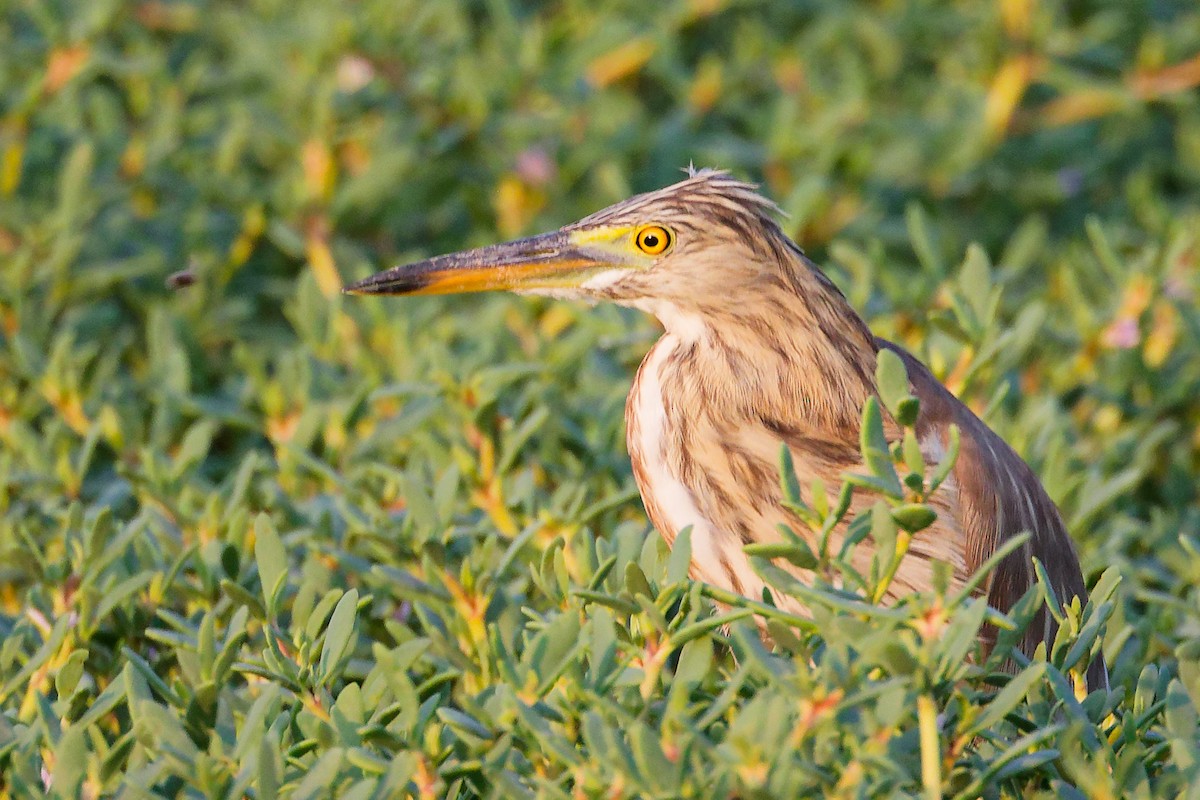 Indian Pond-Heron - ML645096177