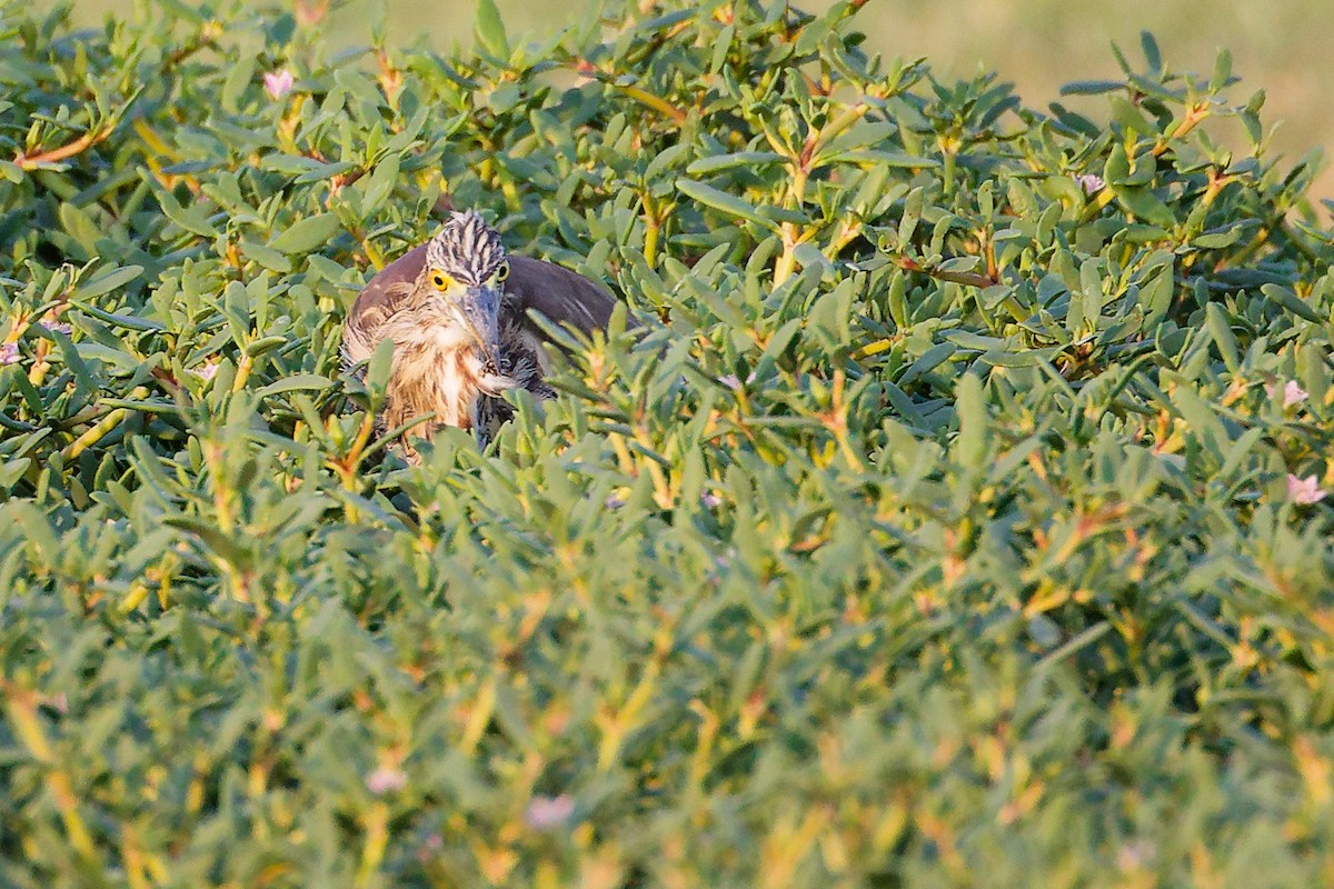 Indian Pond-Heron - ML645096179