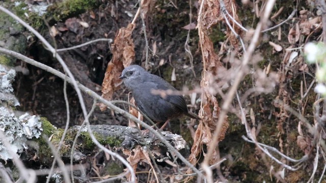 Тапакуло захмарний - ML645096180