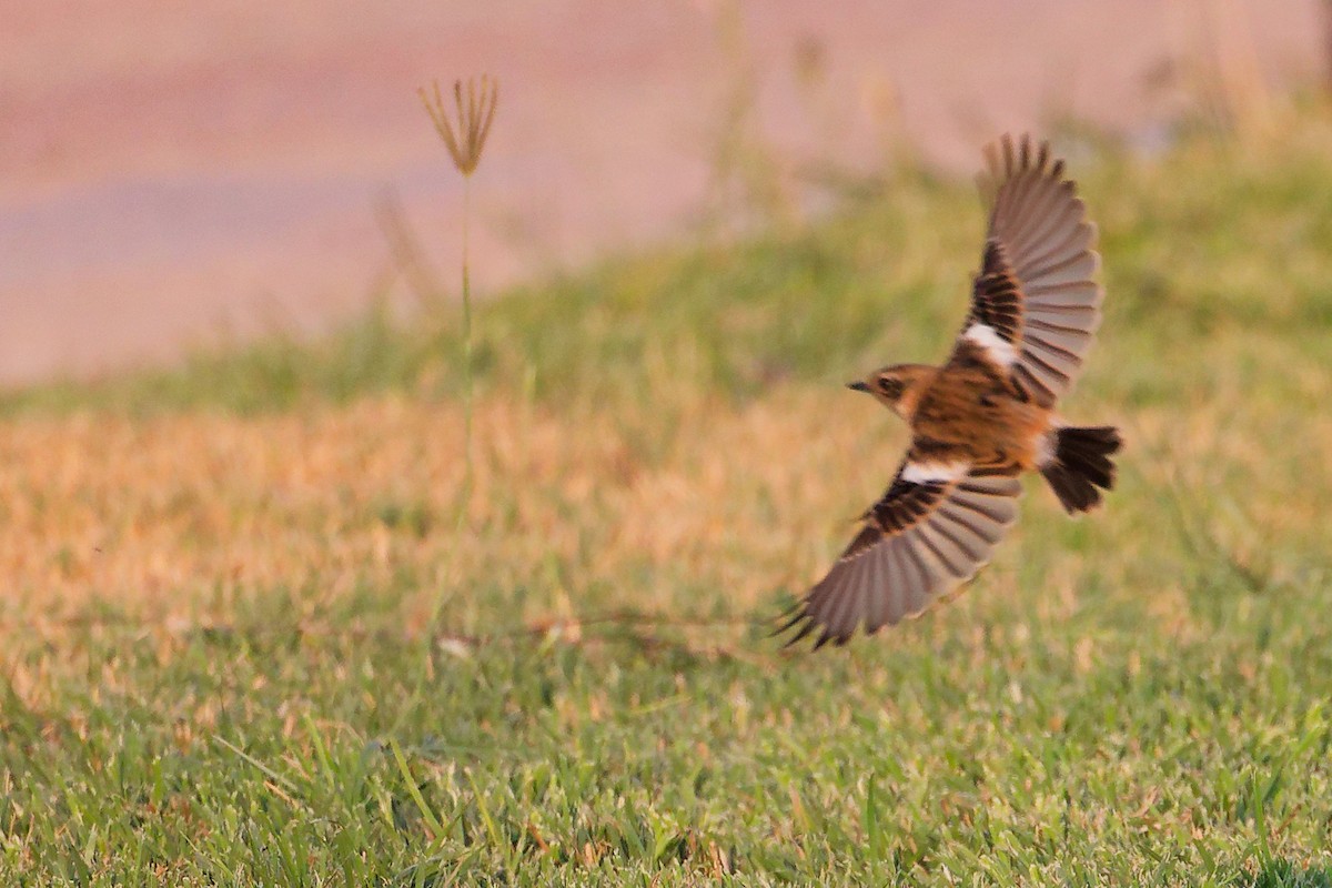 bramborníček sibiřský - ML645096181