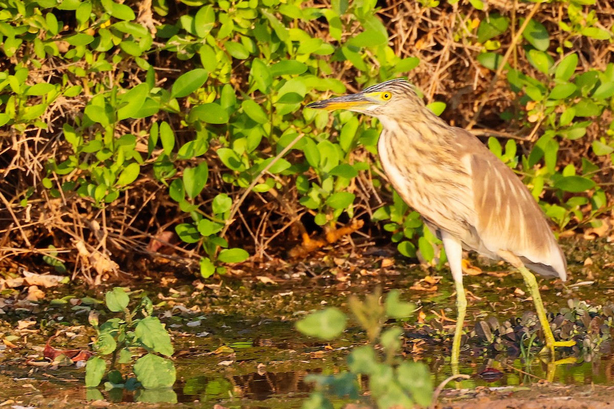 Indian Pond-Heron - ML645096184
