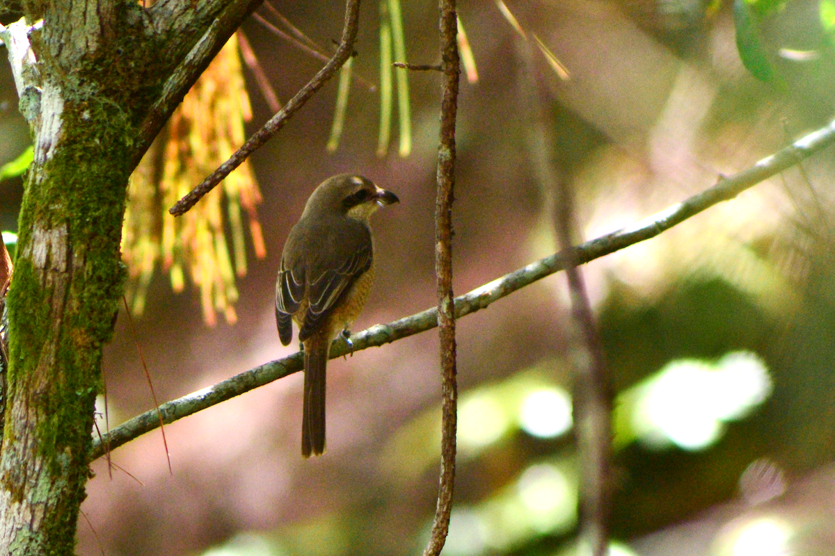 Brown Shrike - ML645096185