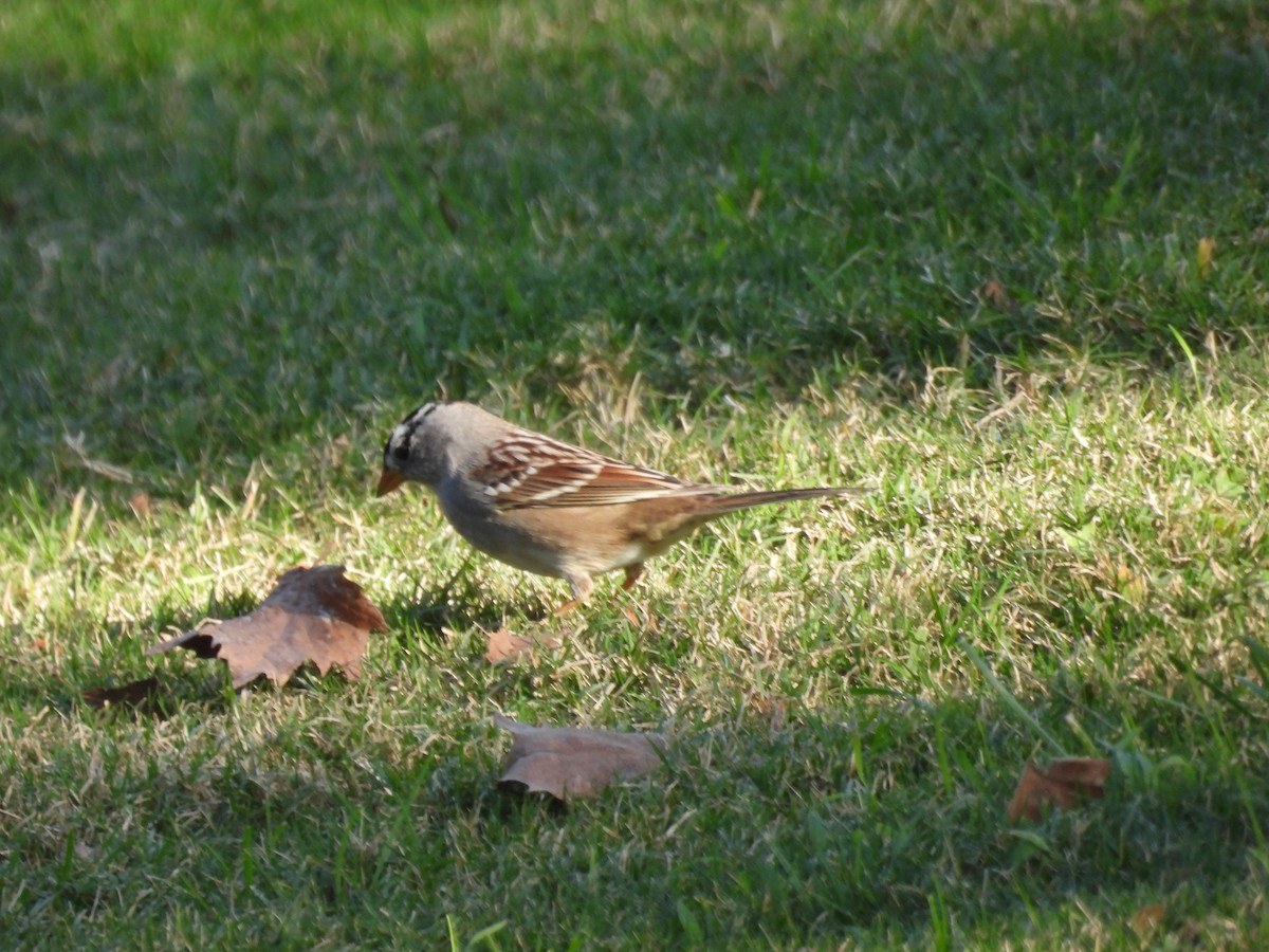 Porsuk Serçesi - ML645096186