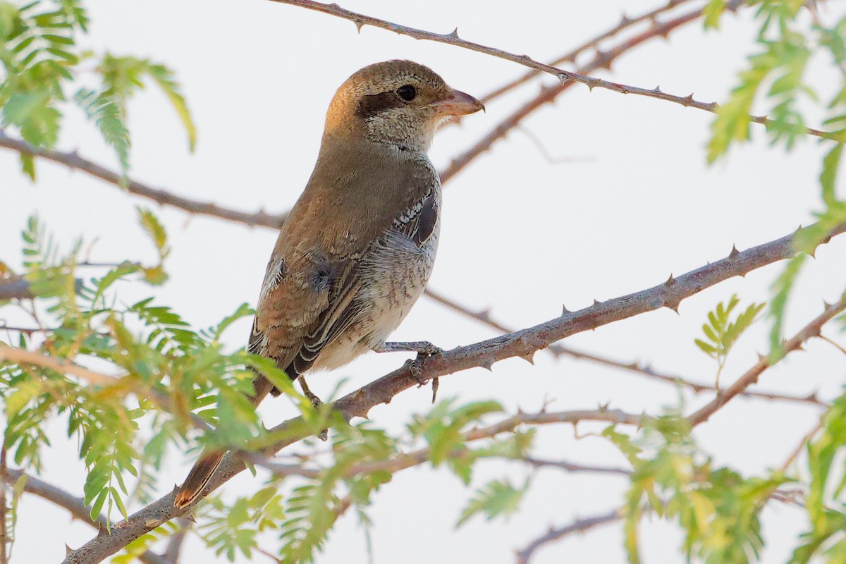 Isabellwürger - ML645096187