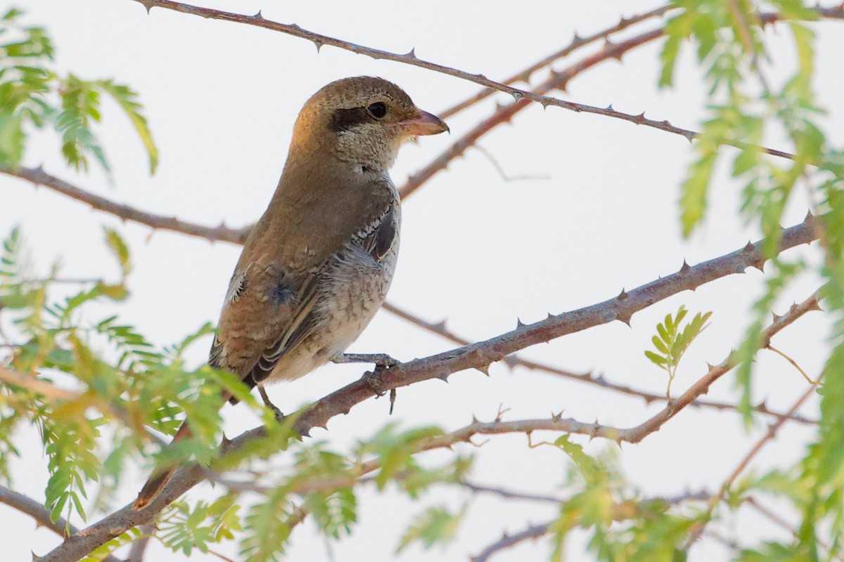 Isabellwürger - ML645096191