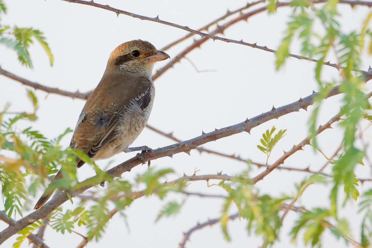 Isabellwürger - ML645096199