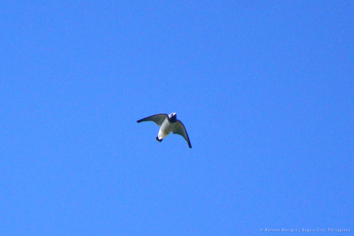 White-breasted Woodswallow - ML645096200