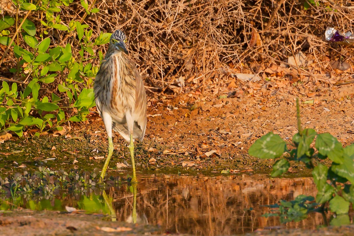 Indian Pond-Heron - ML645096201