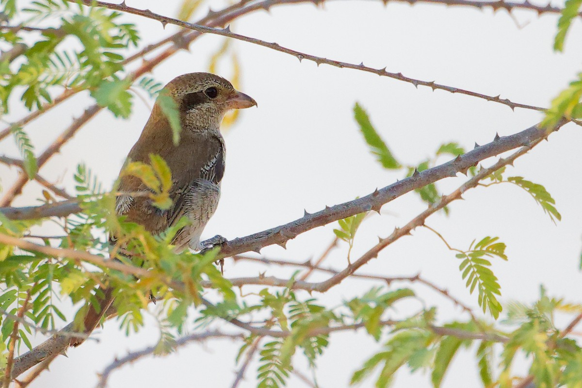 Isabellwürger - ML645096202