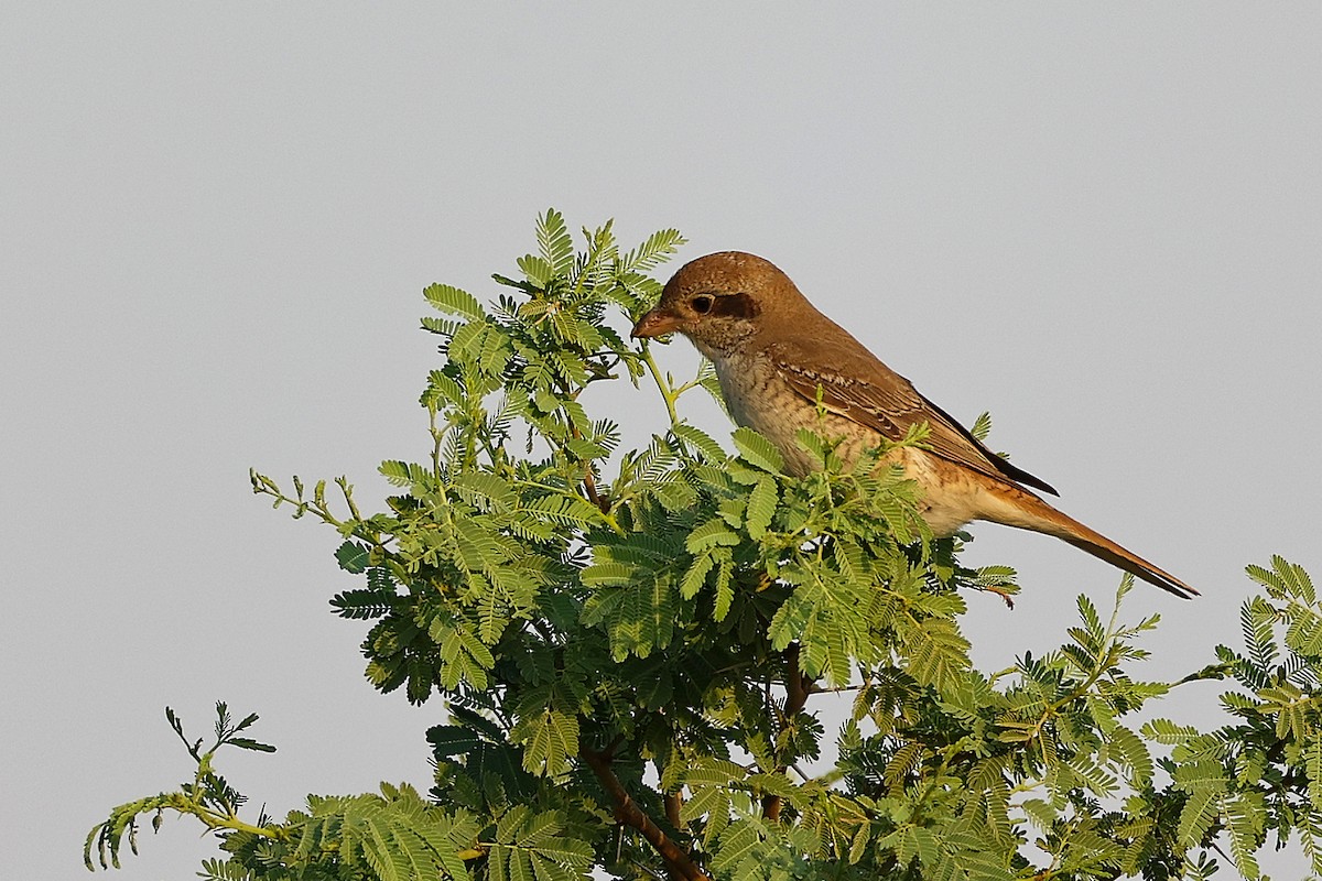 Isabellwürger - ML645096205