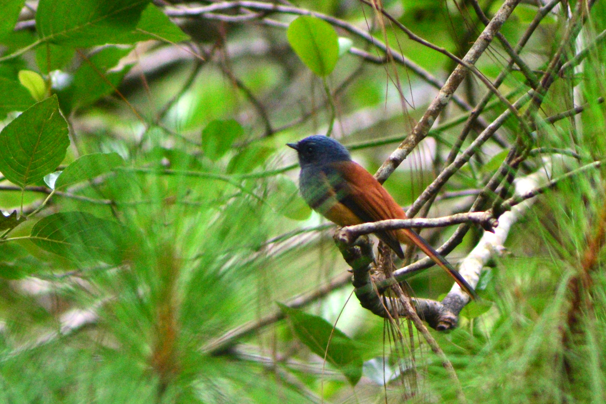 Blue-headed Fantail - ML645096206