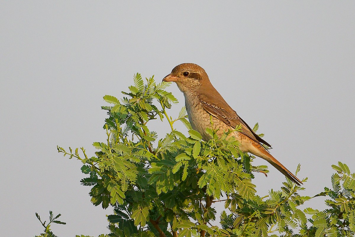 Isabellwürger - ML645096207