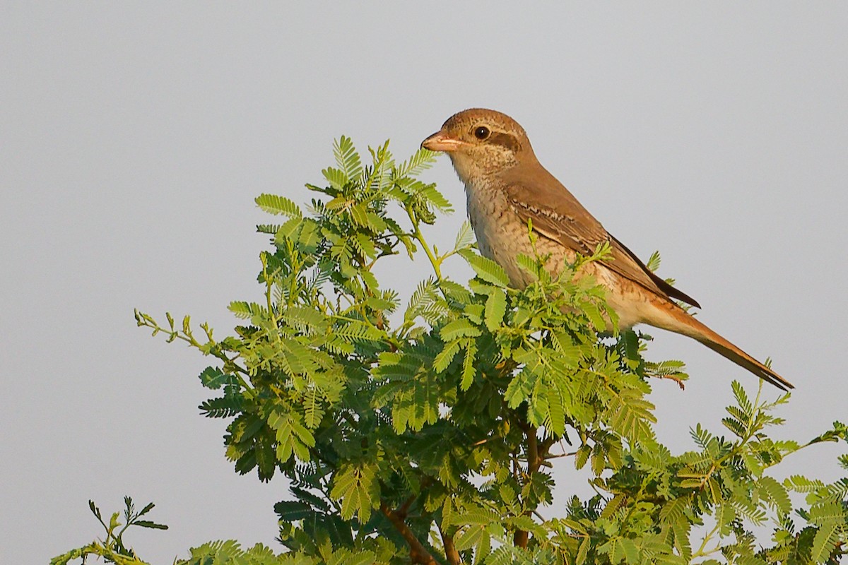 Isabellwürger - ML645096208