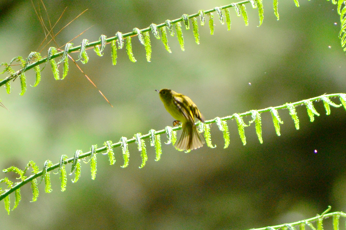 Citrine Canary-Flycatcher - ML645096215