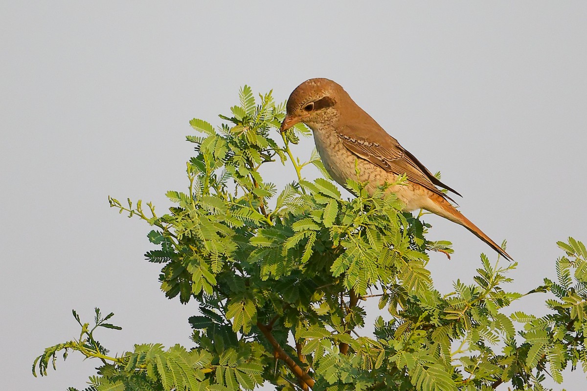 Isabellwürger - ML645096216