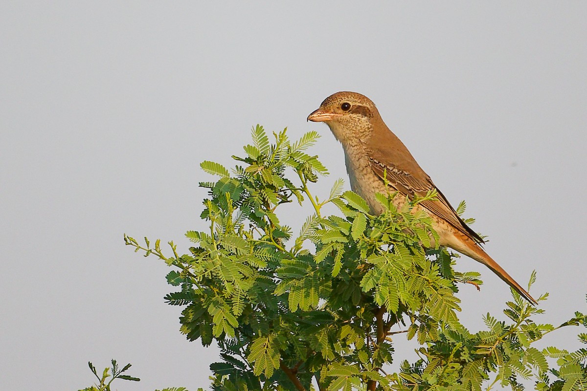 Isabellwürger - ML645096218