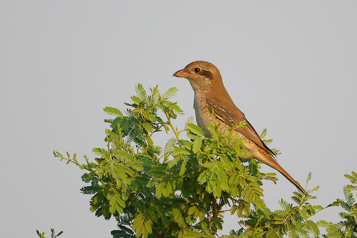 Isabellwürger - ML645096220